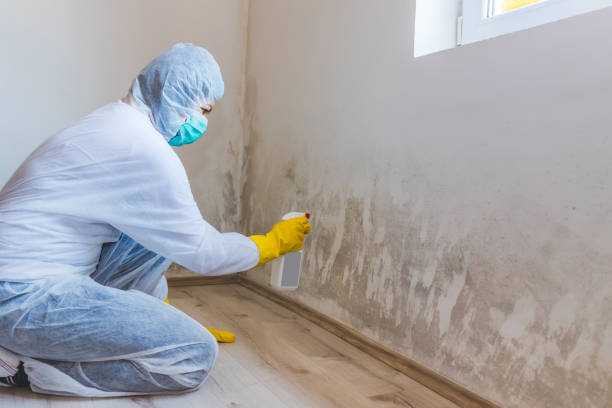 Licensed Mold Testing service in Hudson, TX - WQB Mold Removal